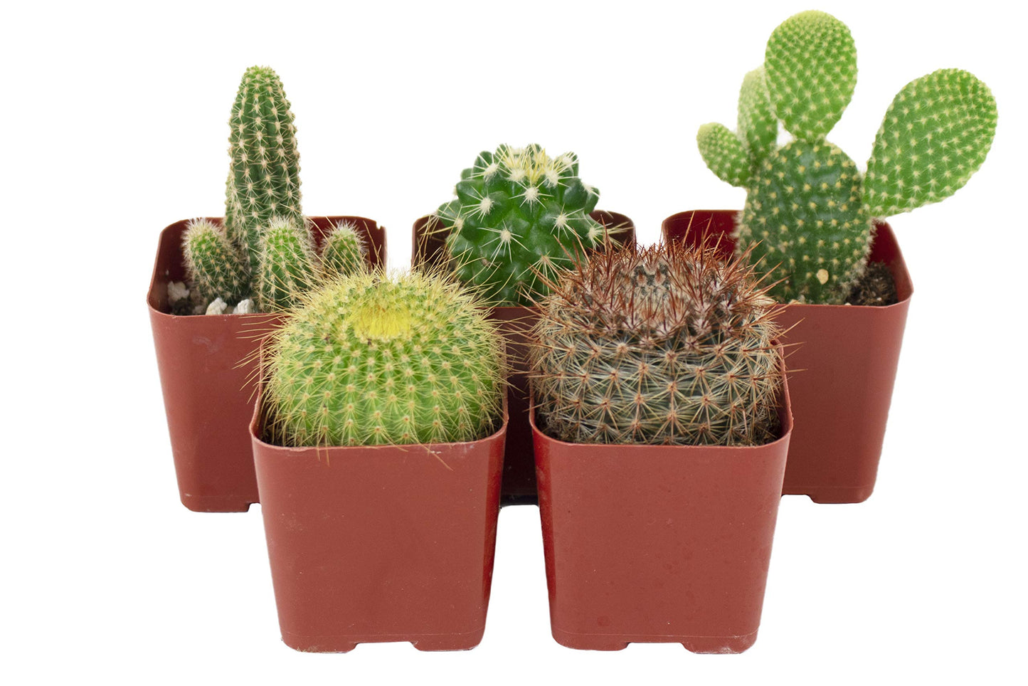 Shop Succulents | Can't Touch This Collection | Assortment of Hand Selected, Fully Rooted Live Indoor Cacti Plants, 5-Pack