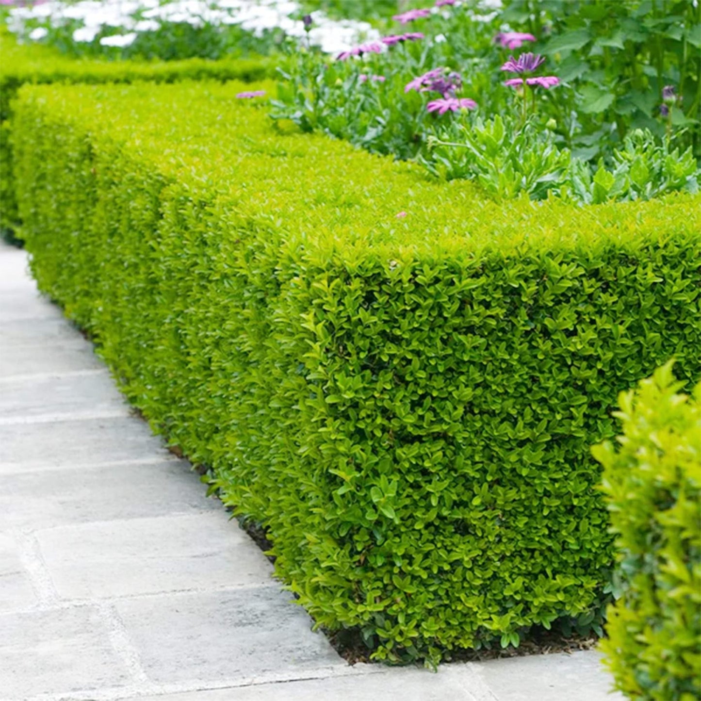 QAUZUY GARDEN 20 Wintergreen Japanese Boxwood/Buxus Microphylla/Littleleaf Box Seeds Ornamental Showy Perennial Evergreen Shrub Tree Plant Striking Hedge Fence