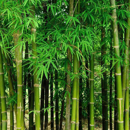200+ Fresh Giant Bamboo Seeds for Planting - Quick Growth and Winter Hardy Privacy Screen, Good for Environment