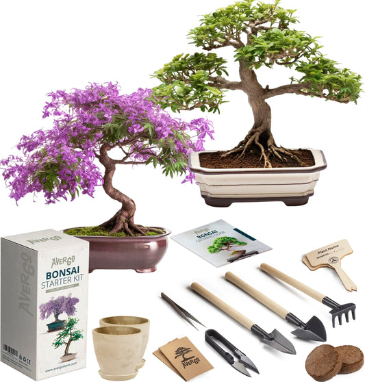 AVERGO Bonsai Growing Seed Kit - 2X Japanese Bonsai Trees | Complete Indoor Starter Kit for Growing Bonsai Trees + Tools + Planters | Gardening Gifts for Women & Men