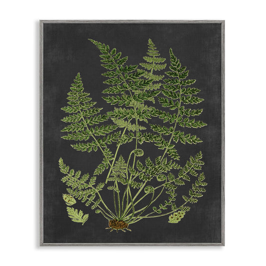 Stupell Industries Botanical Drawing Green Black Design, Design by Lettered and Lined