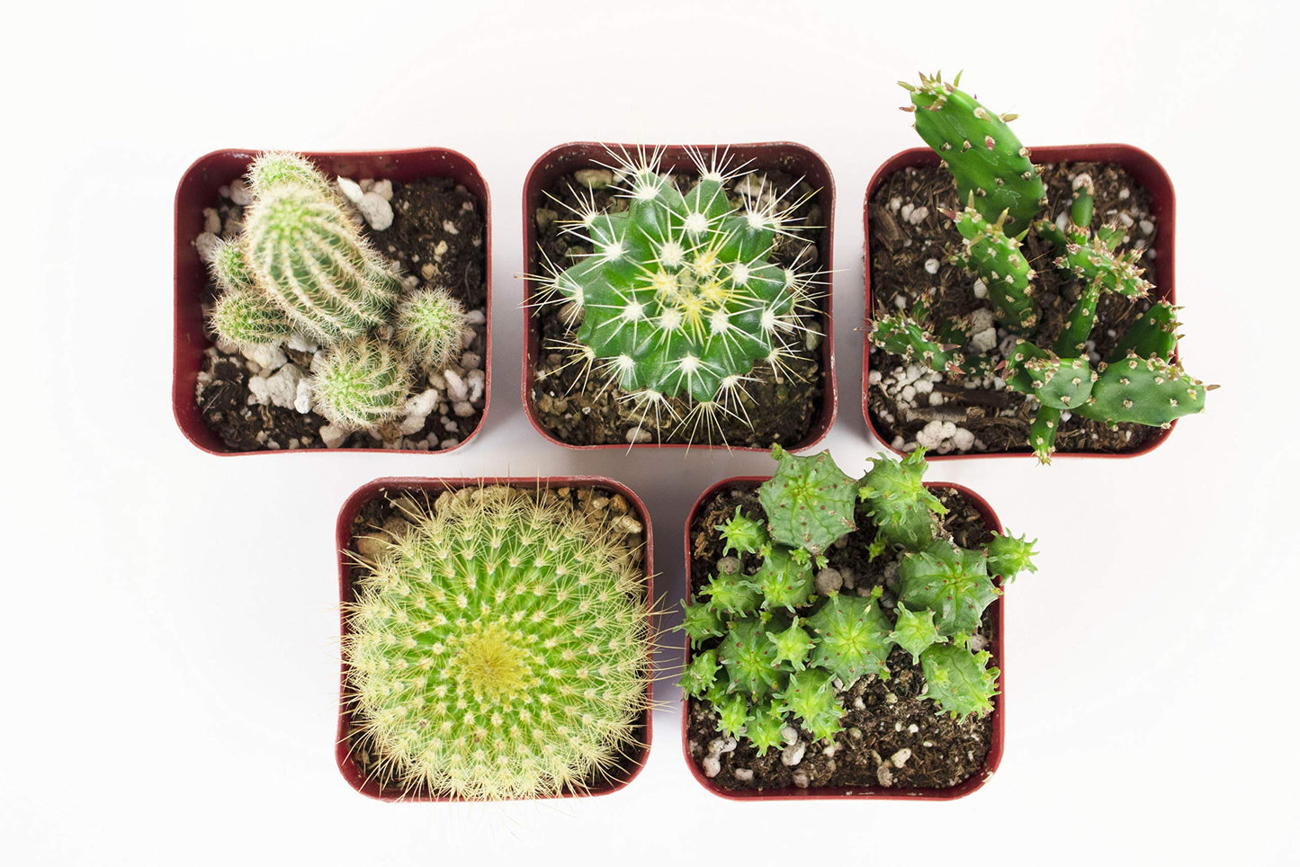 Shop Succulents | Can't Touch This Collection | Assortment of Hand Selected, Fully Rooted Live Indoor Cacti Plants, 5-Pack