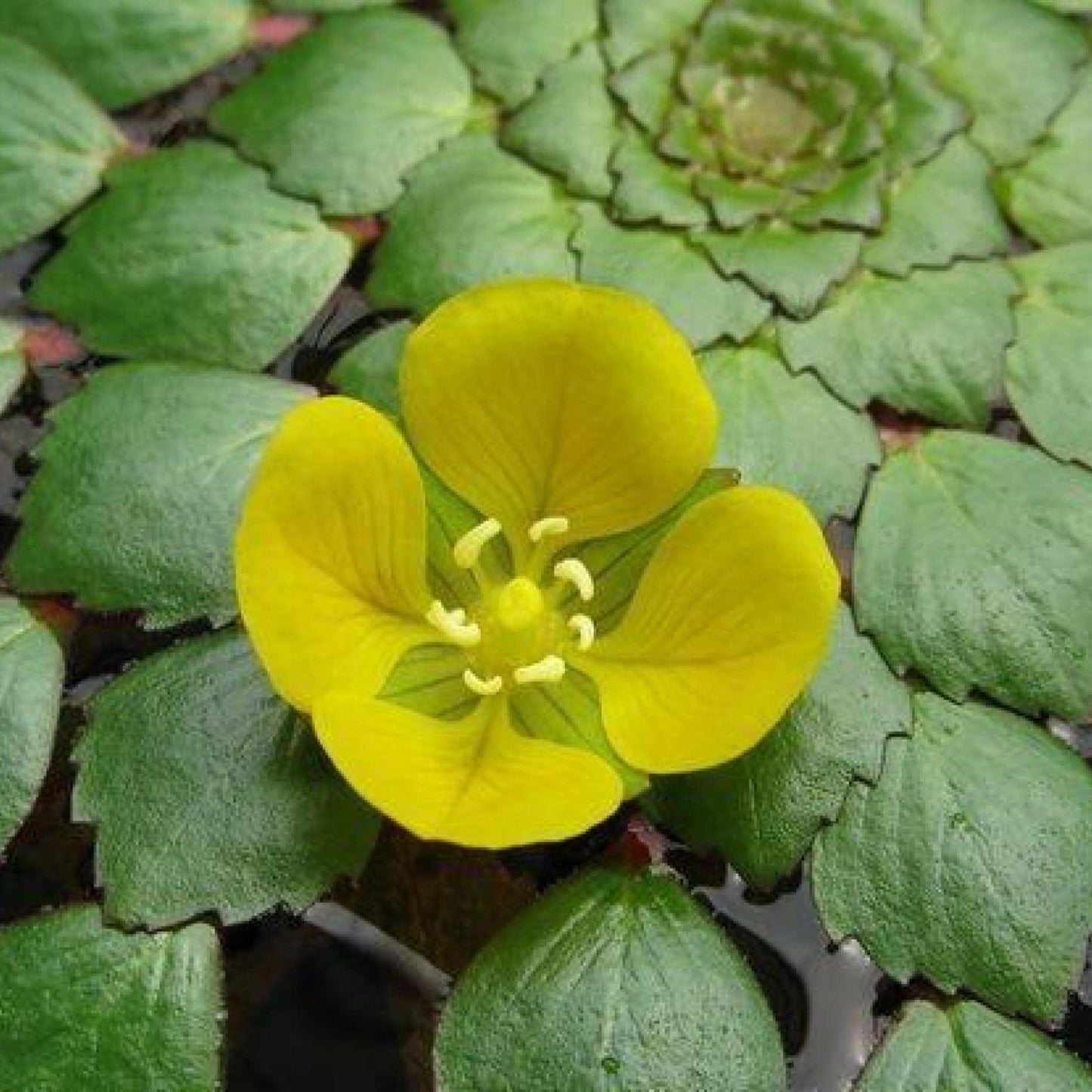 Live Aquatic Pond Plant Mosaic Plant:Outdoor Garden Water Pond Plants Lily Like Floating Pads Goldfish Koi Lotus Ponds Loves Shade Sun Flowers Beautiful Leaves