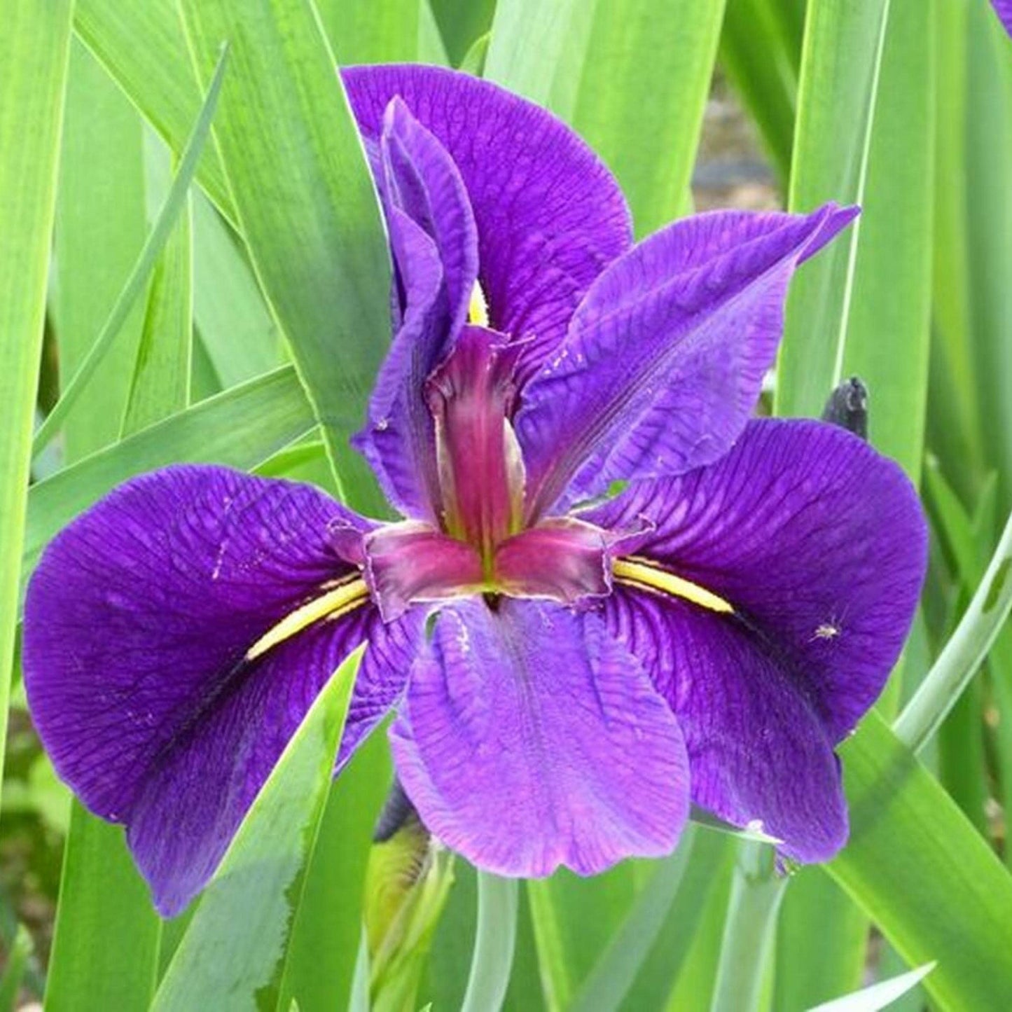 Iris 'Black Gamecock', a Great Live Pond Plant for Your Water Garden. Filters The koi and Goldfish Pond. Good for Bogs, Plant Shelf or Shallow Water This marginal Aquatic is a Real Beauty