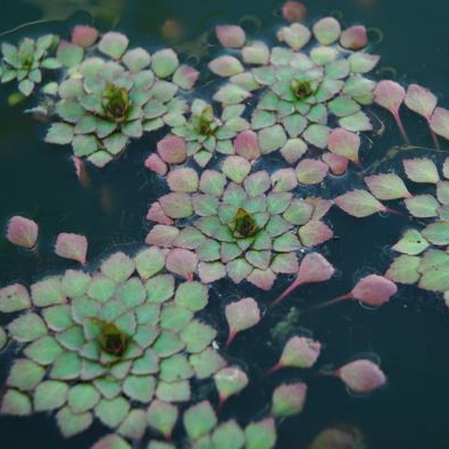 Live Aquatic Pond Plant Mosaic Plant:Outdoor Garden Water Pond Plants Lily Like Floating Pads Goldfish Koi Lotus Ponds Loves Shade Sun Flowers Beautiful Leaves