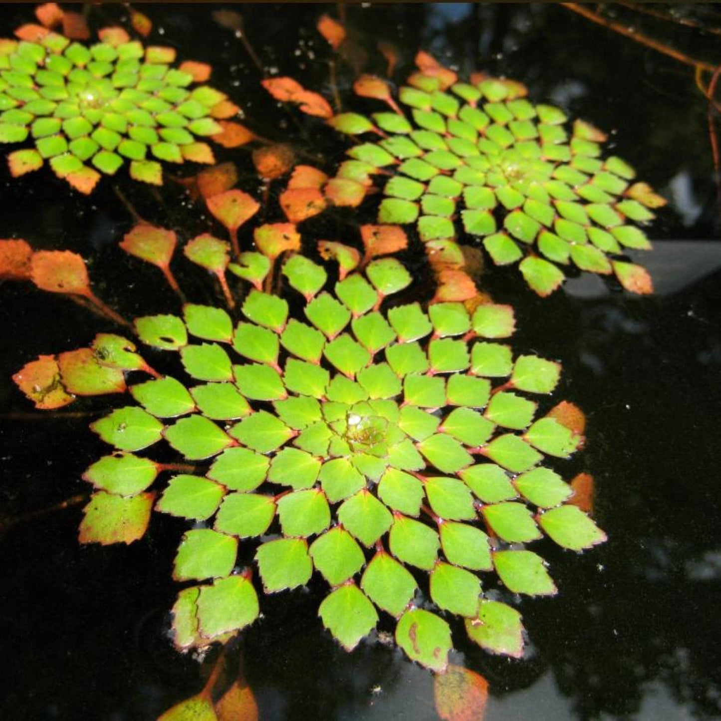 Live Aquatic Pond Plant Mosaic Plant:Outdoor Garden Water Pond Plants Lily Like Floating Pads Goldfish Koi Lotus Ponds Loves Shade Sun Flowers Beautiful Leaves