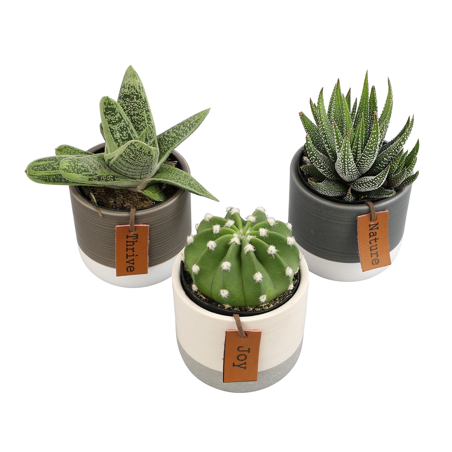 Succulents Plants Live in Plant Pot Set (3 Pack), Succulent Cactus Plants Live Plants, Indoor Plants Live Gardening Gifts for Plant Lovers, Live Succulents Plants Live Houseplants by Plants for Pets