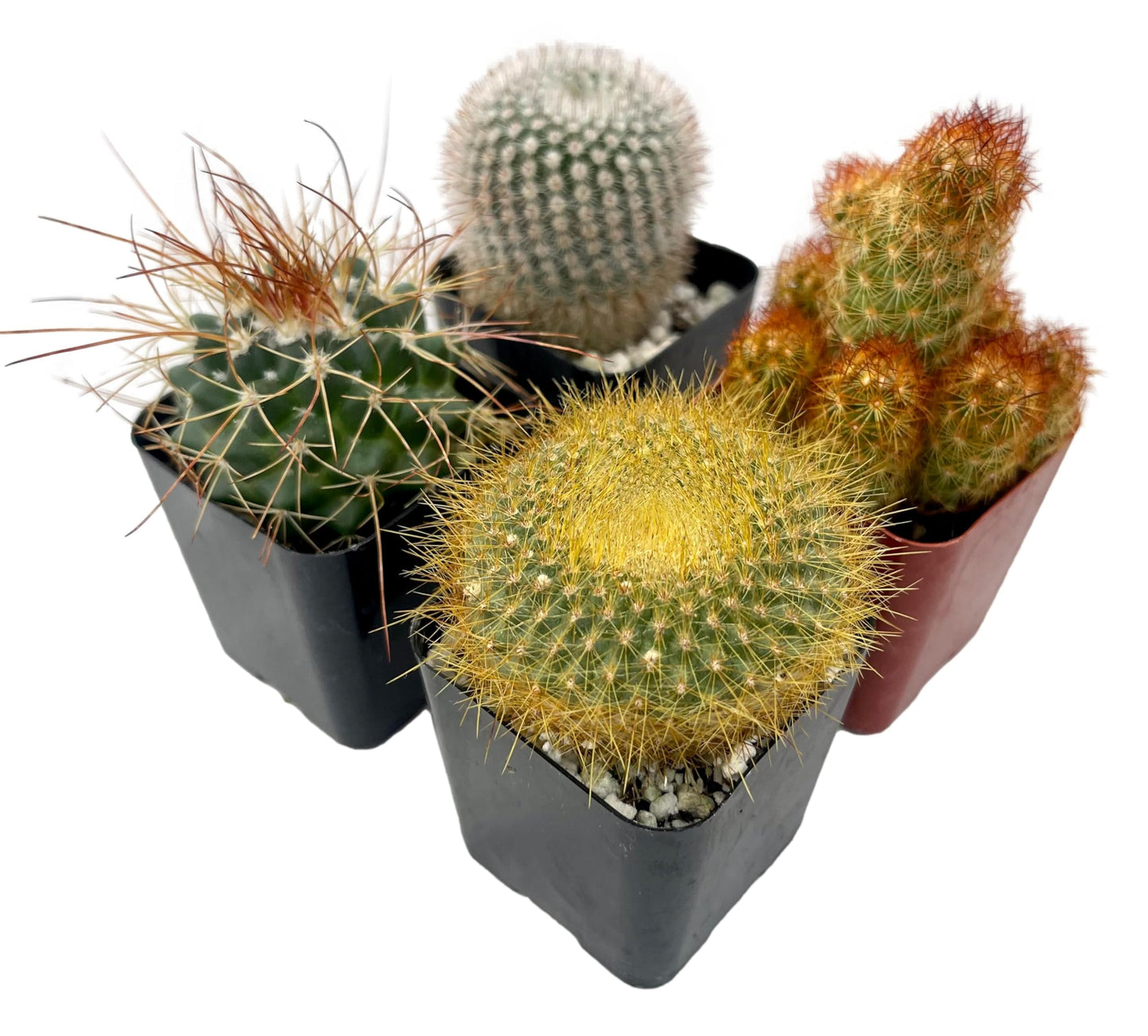Fatplants Mini Cactus Plants Live Plants (4 Pack), Cactus Plant Indoor Live Plants, Cacti Plants Live Cactus Decor, Succulents Plants Live Houseplants, Mini Cactus Gifts in Cactus Soil Potting Mix