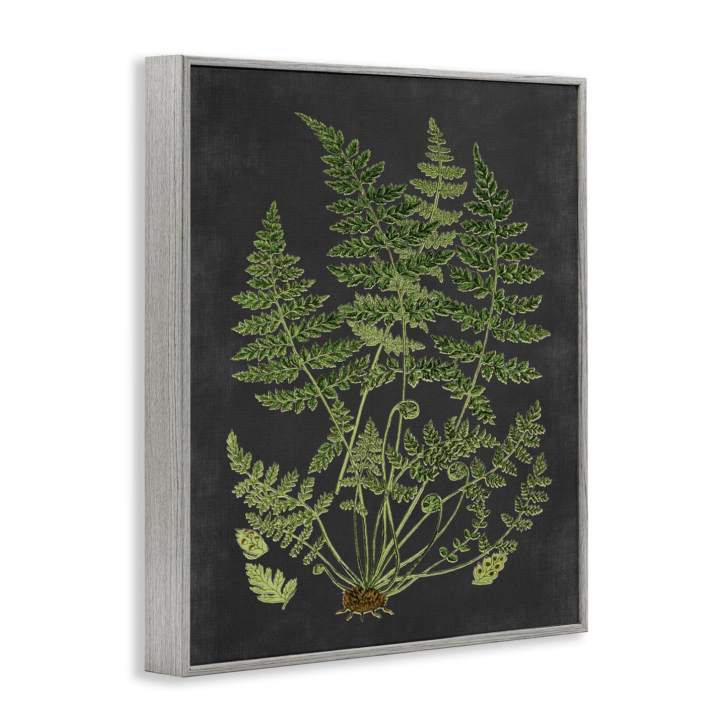 Stupell Industries Botanical Drawing Green Black Design, Design by Lettered and Lined