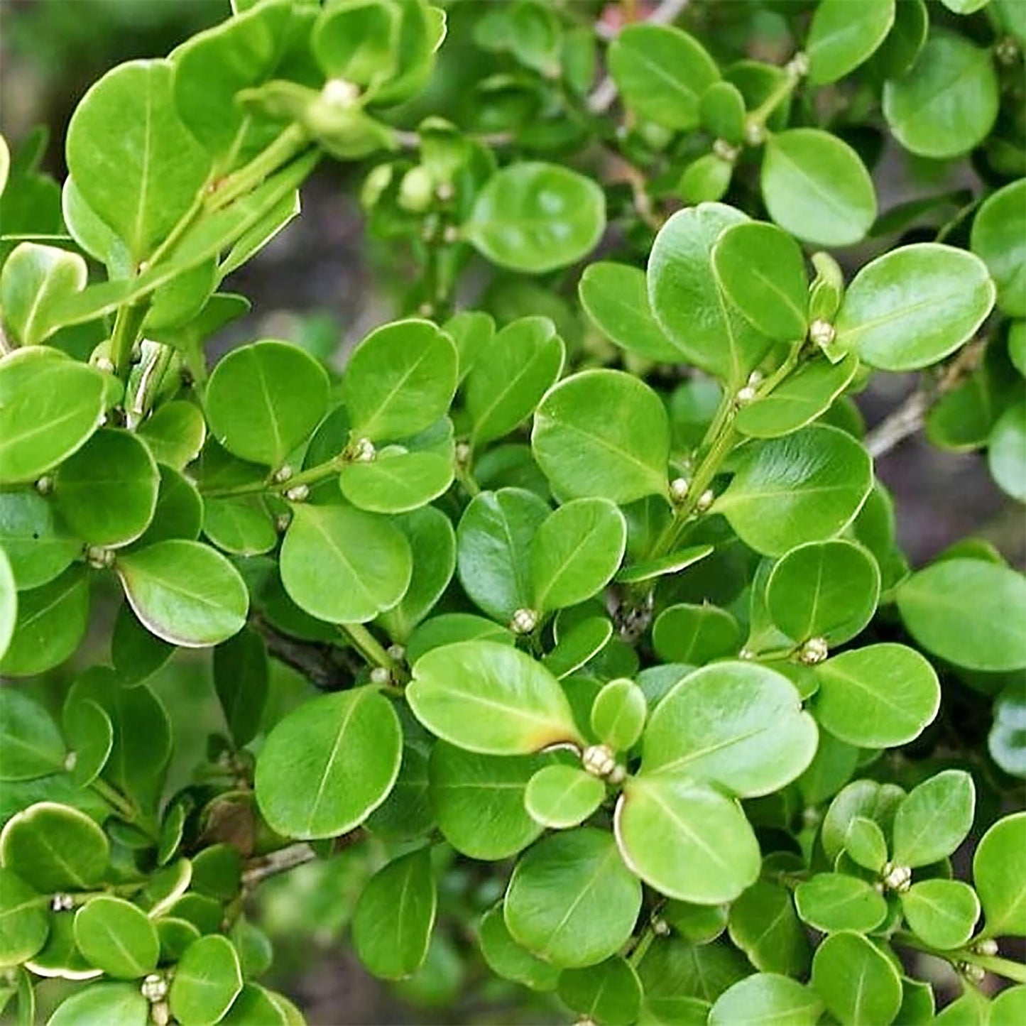 QAUZUY GARDEN 20 Wintergreen Japanese Boxwood/Buxus Microphylla/Littleleaf Box Seeds Ornamental Showy Perennial Evergreen Shrub Tree Plant Striking Hedge Fence