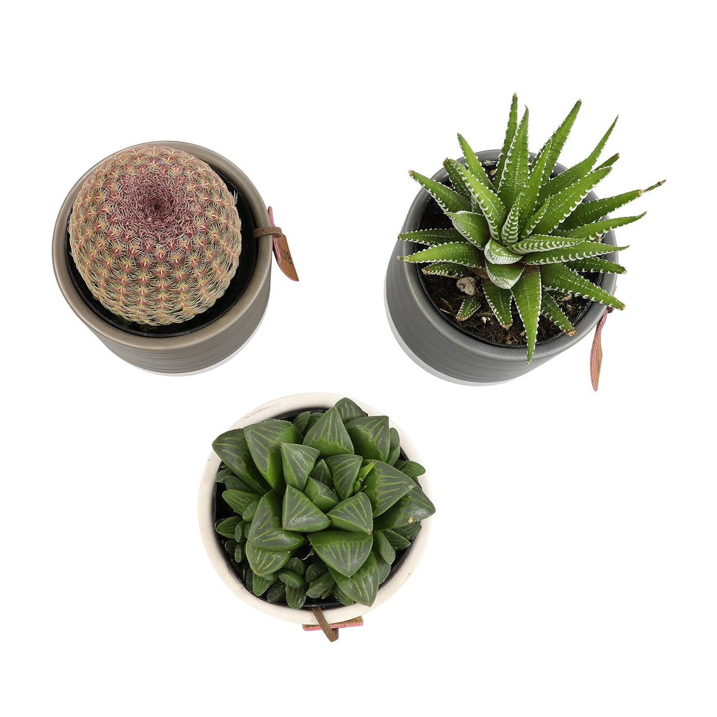 Succulents Plants Live in Plant Pot Set (3 Pack), Succulent Cactus Plants Live Plants, Indoor Plants Live Gardening Gifts for Plant Lovers, Live Succulents Plants Live Houseplants by Plants for Pets