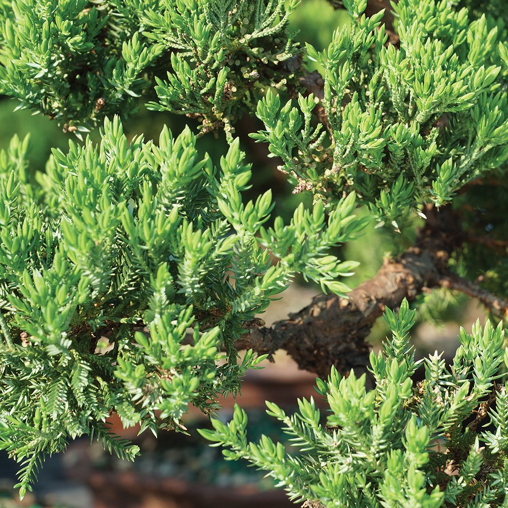 Brussel's Live Green Mound Juniper Outdoor Bonsai Tree - 5 Years Old; 8" to 12" Tall with Decorative Container, Humidity Tray & Deco Rock