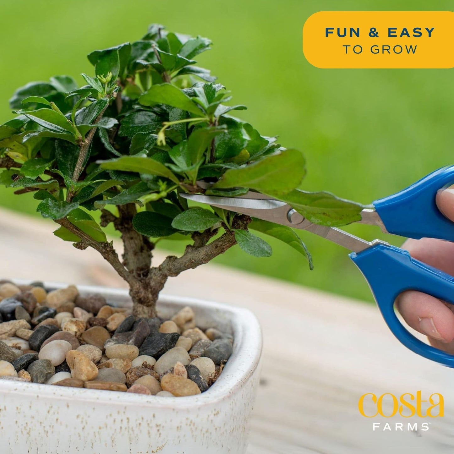 Costa Farms Indoor Plant Easy Grow Bonsai Kit Unique Gardening Gift 10-Inches Tall, Green