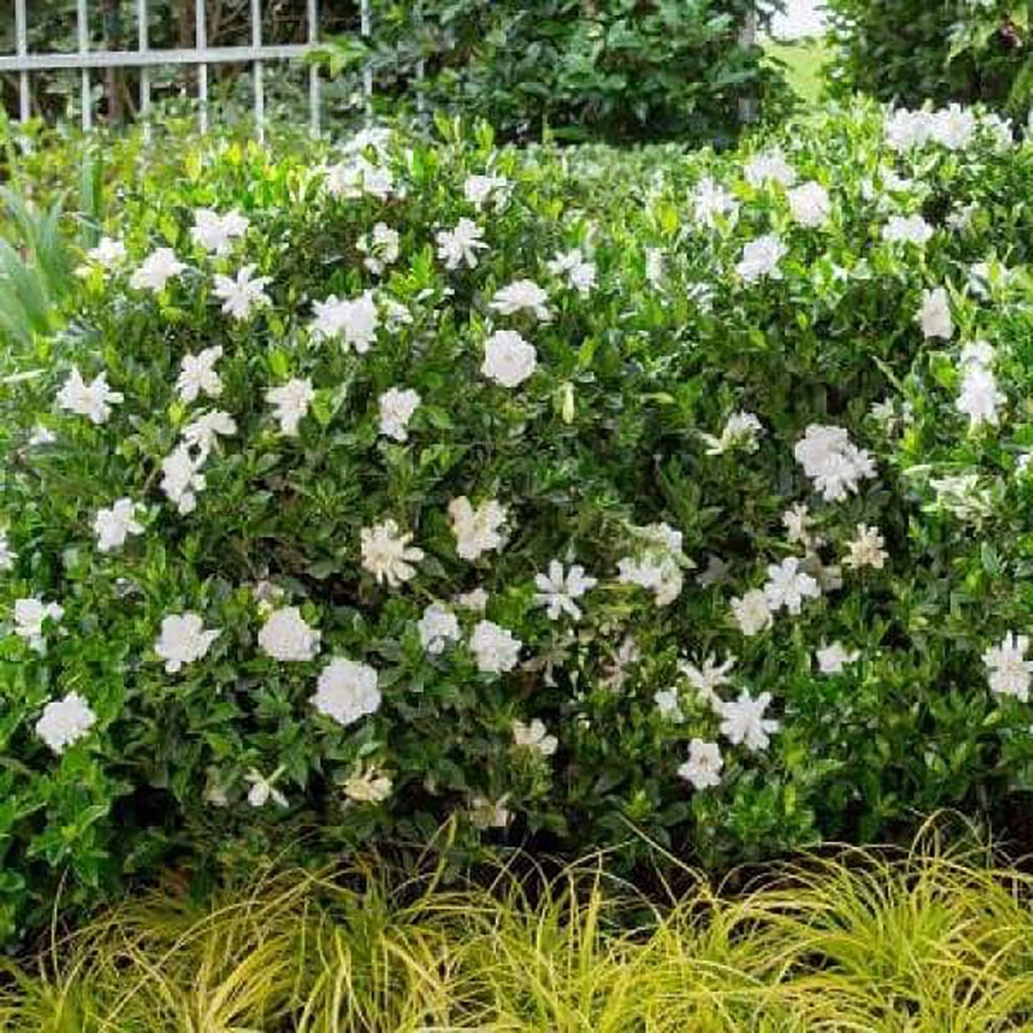 Southern Living Plant Collection Jubilation Gardenia, 2.5 Quart, White Fragrant Blooms and Glossy Green Foliage