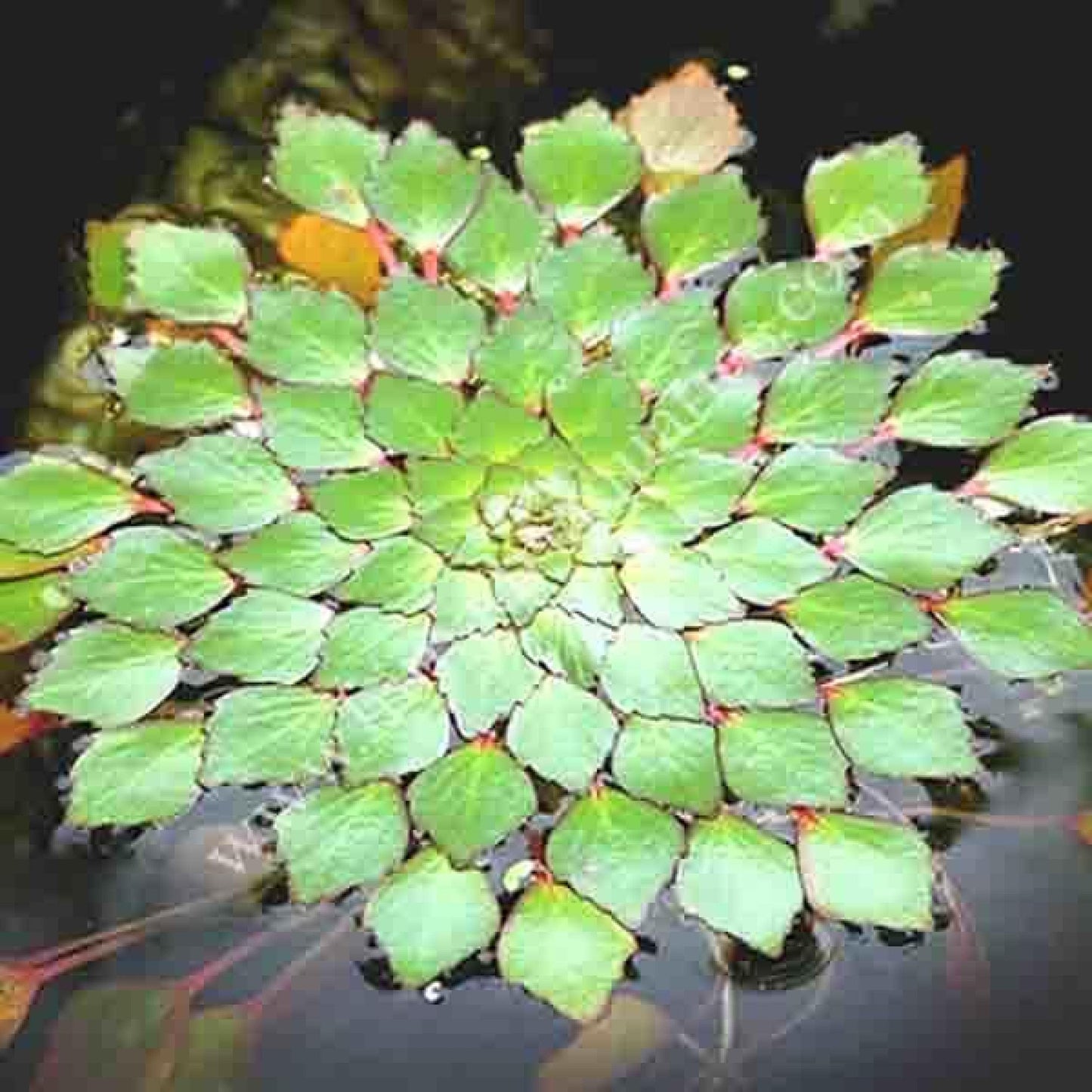 Live Aquatic Pond Plant Mosaic Plant:Outdoor Garden Water Pond Plants Lily Like Floating Pads Goldfish Koi Lotus Ponds Loves Shade Sun Flowers Beautiful Leaves