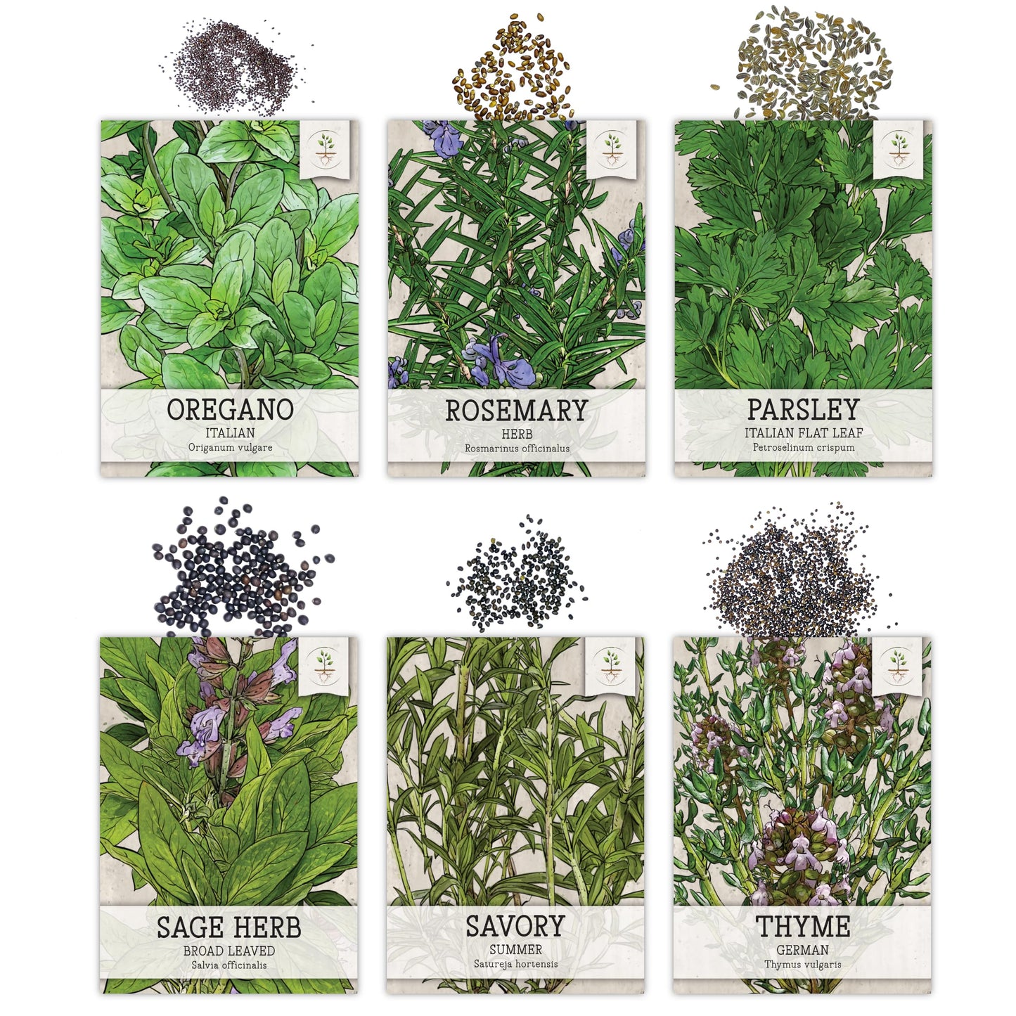 Seed Needs, Herb Seeds Variety Pack Culinary Herb Collection (12 Individual Herbs for Planting Indoors or Outdoors) Grow Your Own Organic Herb Garden - Heirloom, Non-GMO