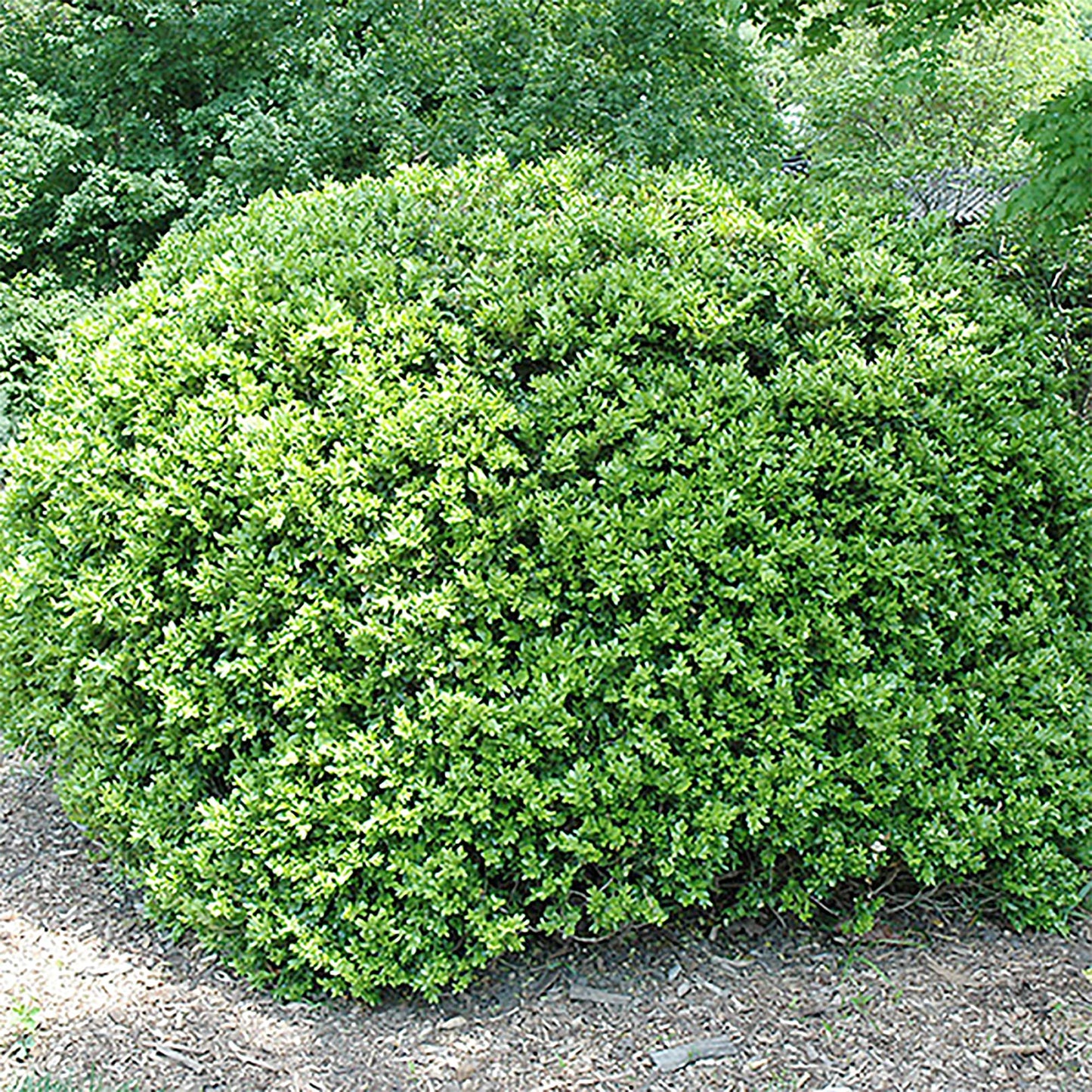 QAUZUY GARDEN 20 Wintergreen Japanese Boxwood/Buxus Microphylla/Littleleaf Box Seeds Ornamental Showy Perennial Evergreen Shrub Tree Plant Striking Hedge Fence