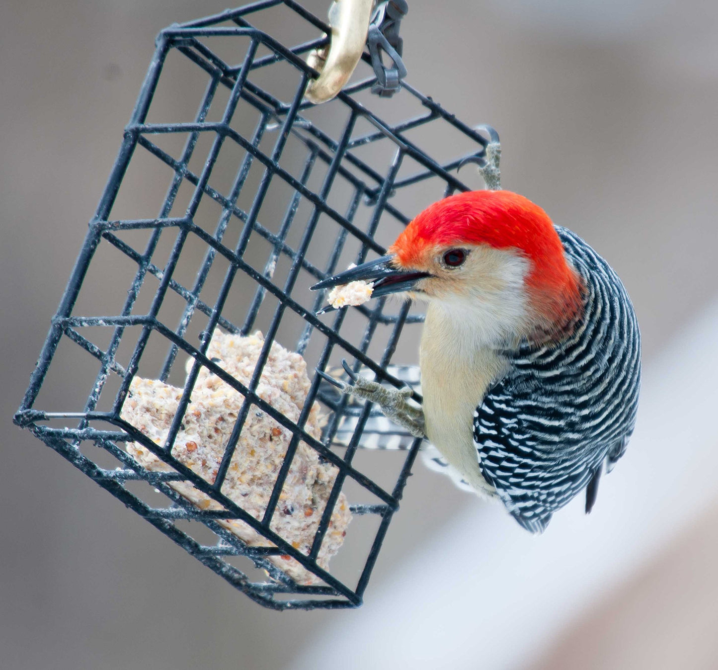 Suet Cake Variety Packs | 11 oz. Wild Bird Suet Cakes | (High Energy, 10 Pack)