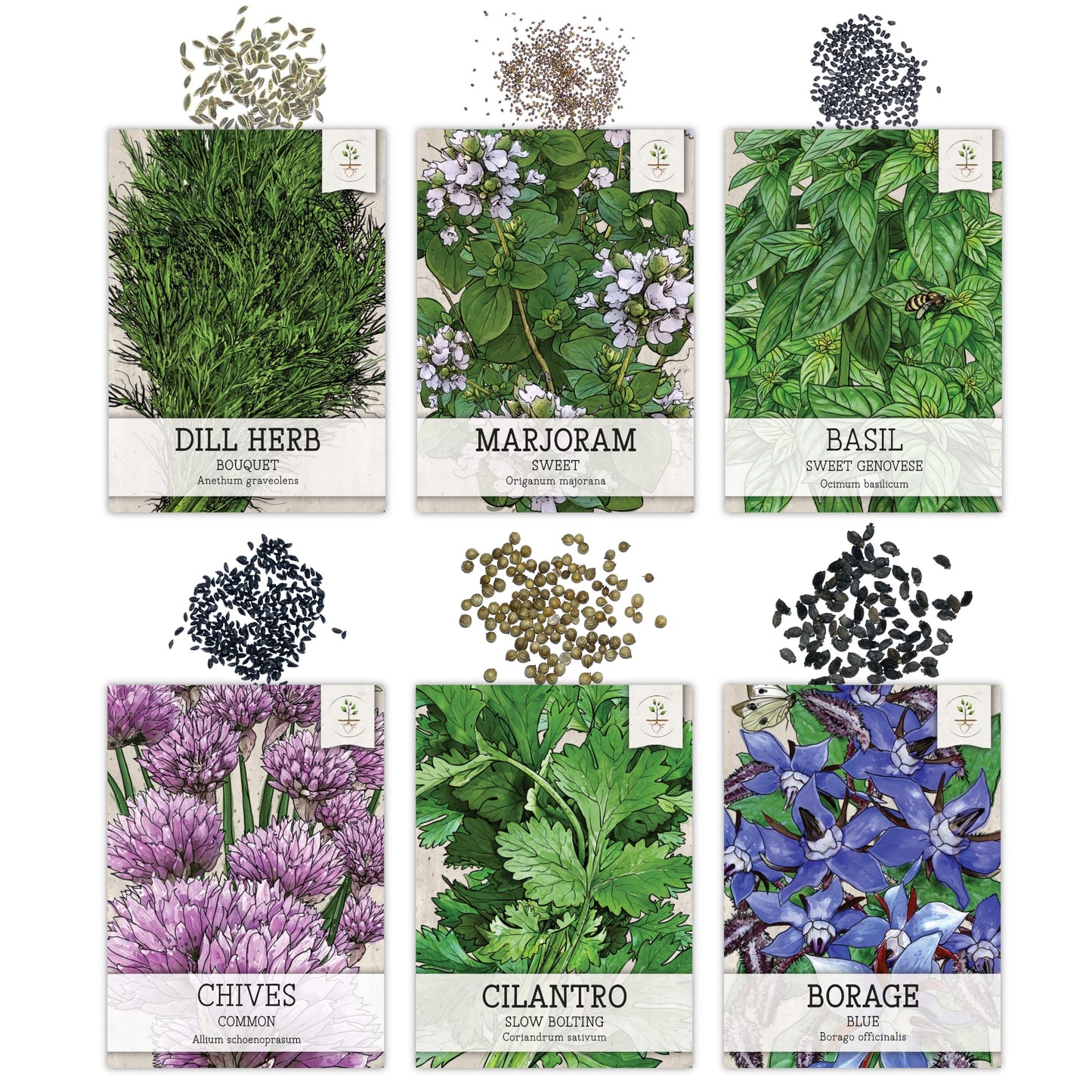 Seed Needs Herb Seeds Variety Pack Culinary Herb Collection (12 Individual Packets for Planting Indoors or Outdoors) Grow Your Own Organic Herb Garden - Heirloom, Non-GMO