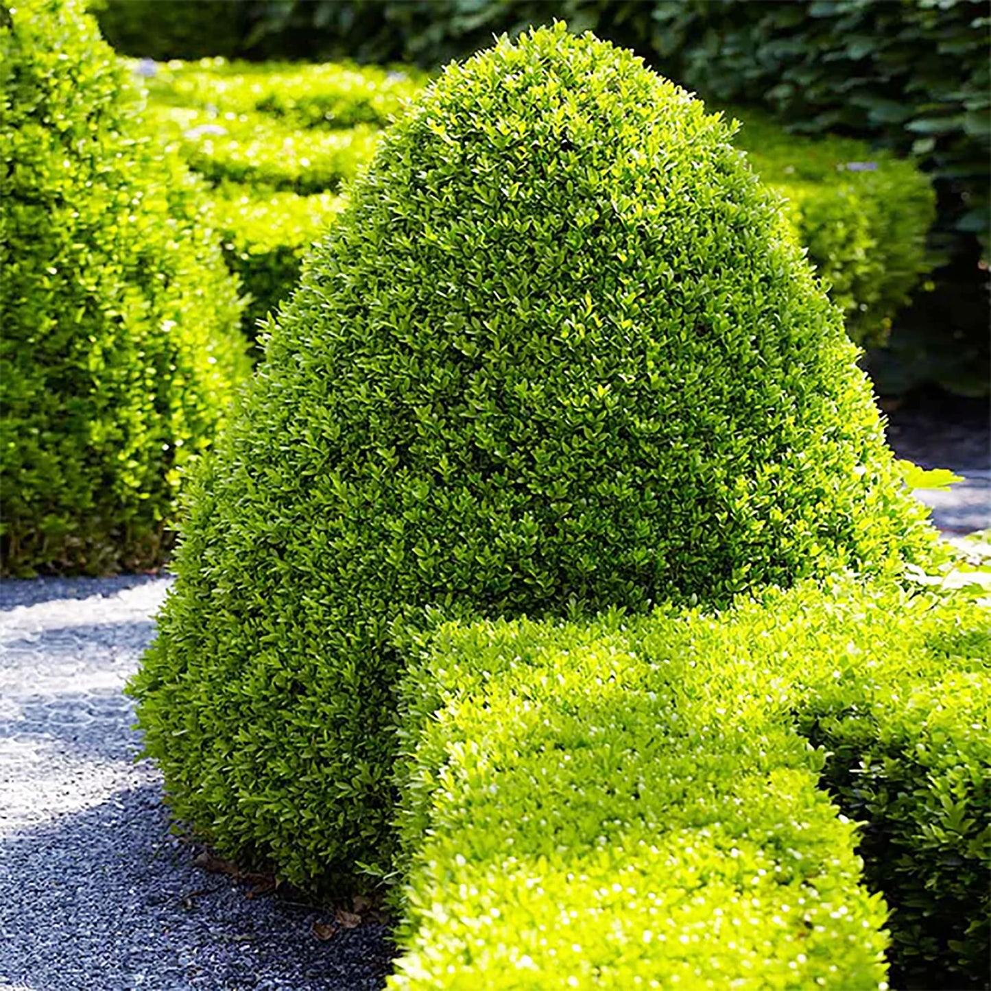 QAUZUY GARDEN 20 Wintergreen Japanese Boxwood/Buxus Microphylla/Littleleaf Box Seeds Ornamental Showy Perennial Evergreen Shrub Tree Plant Striking Hedge Fence