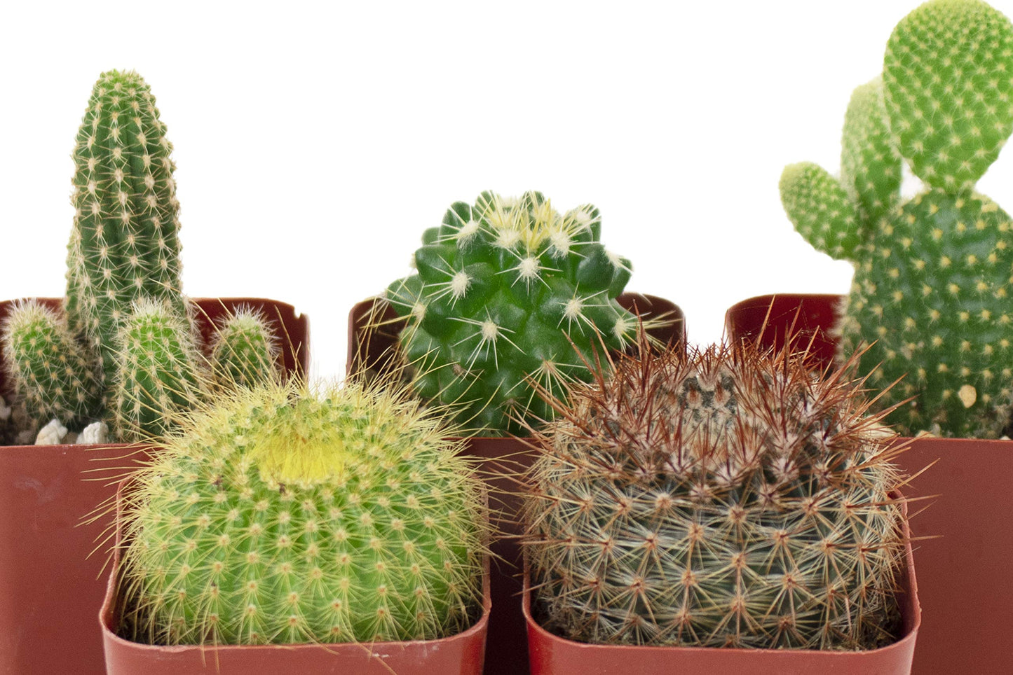 Shop Succulents | Can't Touch This Collection | Assortment of Hand Selected, Fully Rooted Live Indoor Cacti Plants, 5-Pack