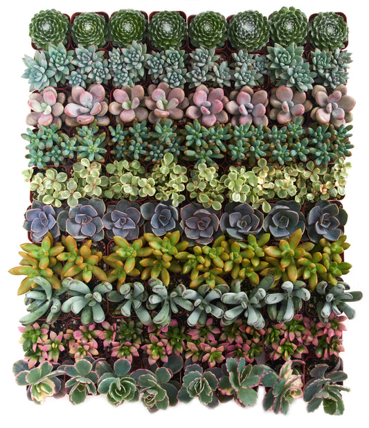 Shop Succulents Assorted Succulent Plant Pack Collection - Live Mini Succulent Plants, Low Maintenance, Mixture of Colors & Textures - Wedding and Party Favors, Gift & Garden, Pack of 32