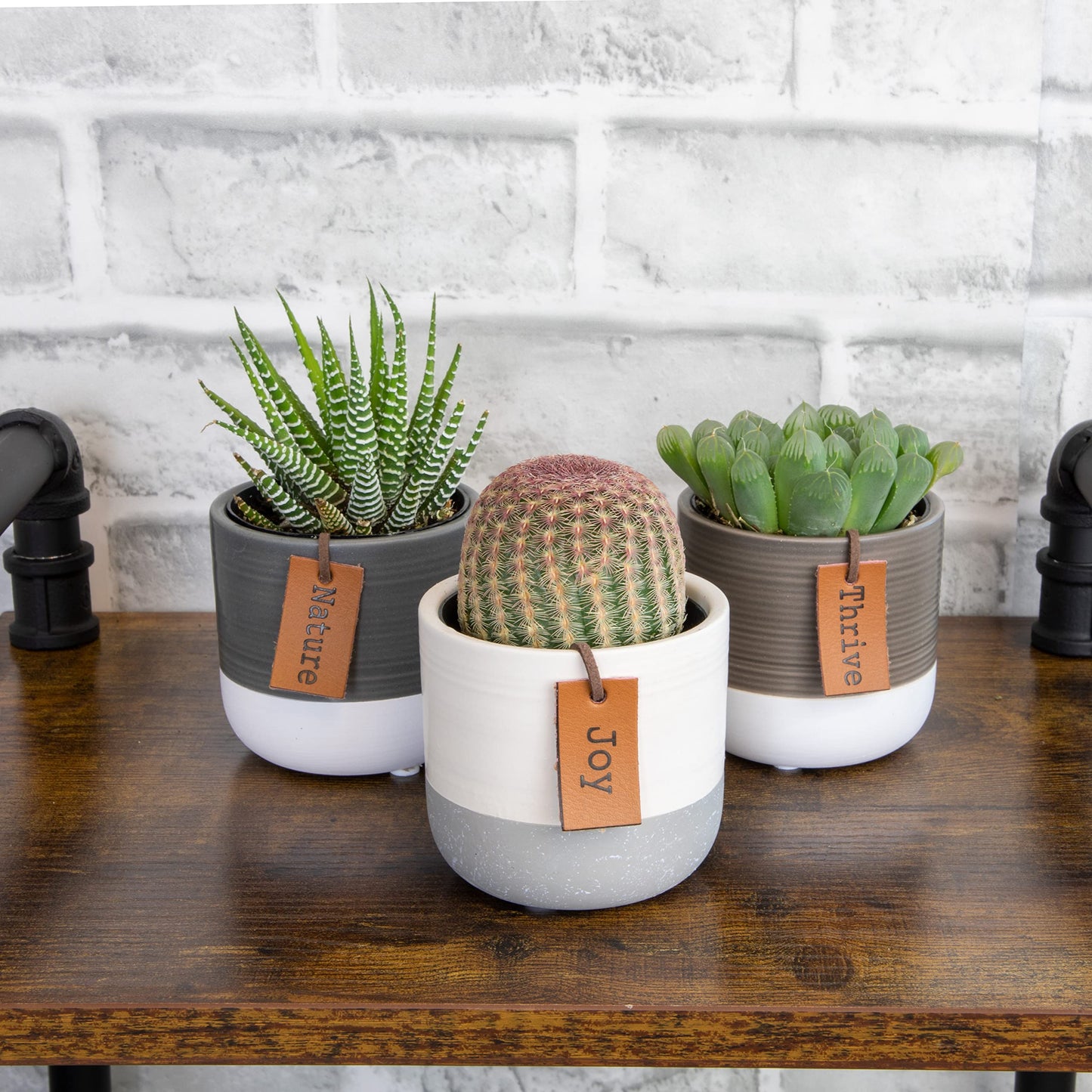 Succulents Plants Live in Plant Pot Set (3 Pack), Succulent Cactus Plants Live Plants, Indoor Plants Live Gardening Gifts for Plant Lovers, Live Succulents Plants Live Houseplants by Plants for Pets