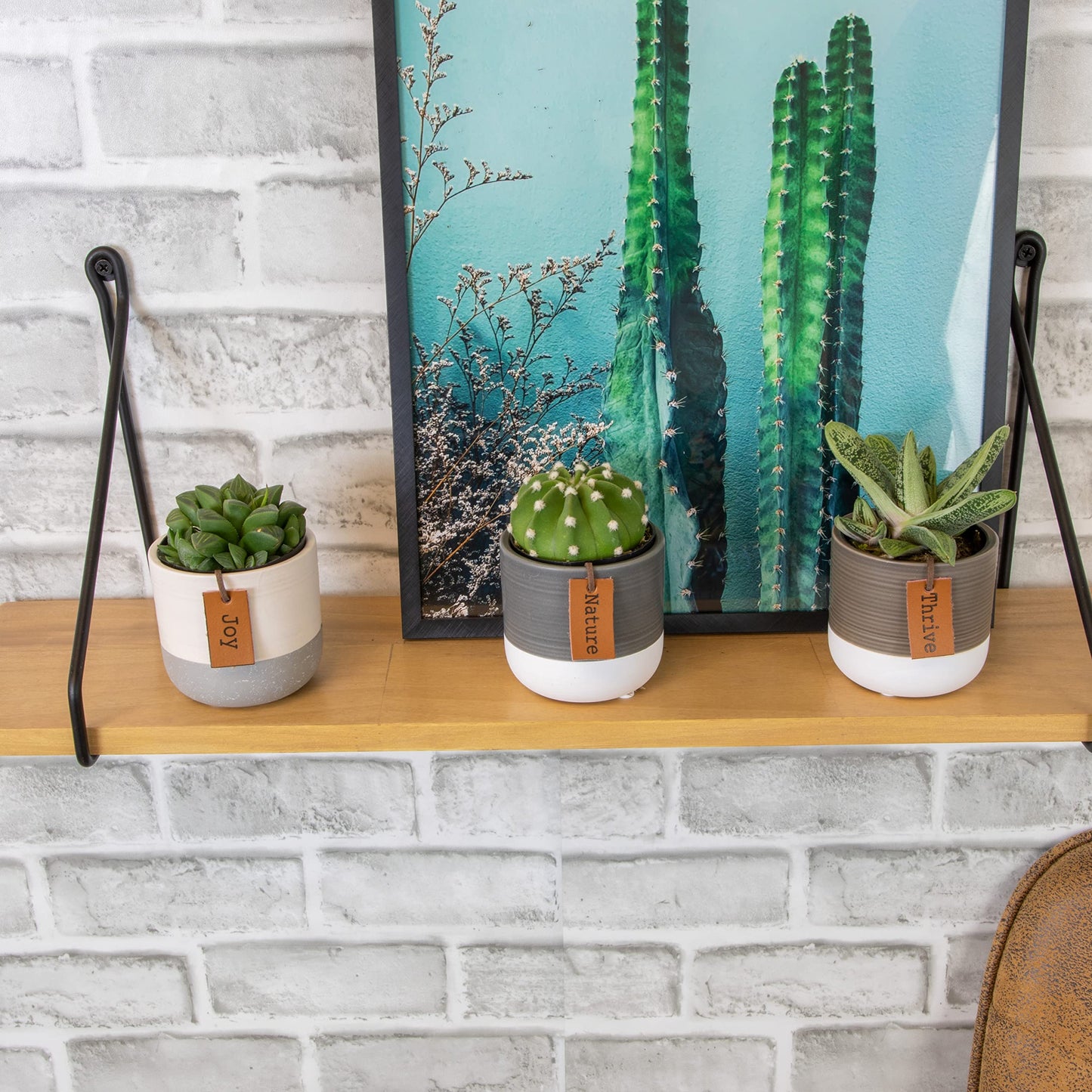 Succulents Plants Live in Plant Pot Set (3 Pack), Succulent Cactus Plants Live Plants, Indoor Plants Live Gardening Gifts for Plant Lovers, Live Succulents Plants Live Houseplants by Plants for Pets