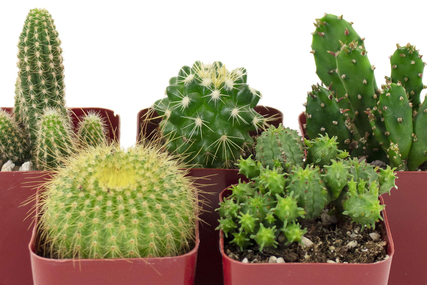 Shop Succulents | Can't Touch This Collection | Assortment of Hand Selected, Fully Rooted Live Indoor Cacti Plants, 5-Pack