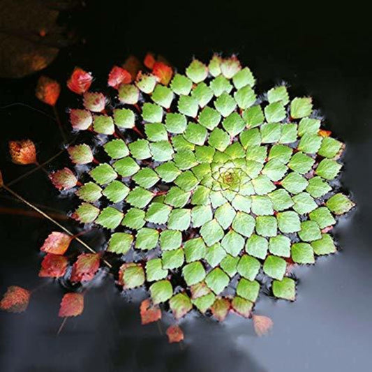 Live Aquatic Pond Plant Mosaic Plant:Outdoor Garden Water Pond Plants Lily Like Floating Pads Goldfish Koi Lotus Ponds Loves Shade Sun Flowers Beautiful Leaves