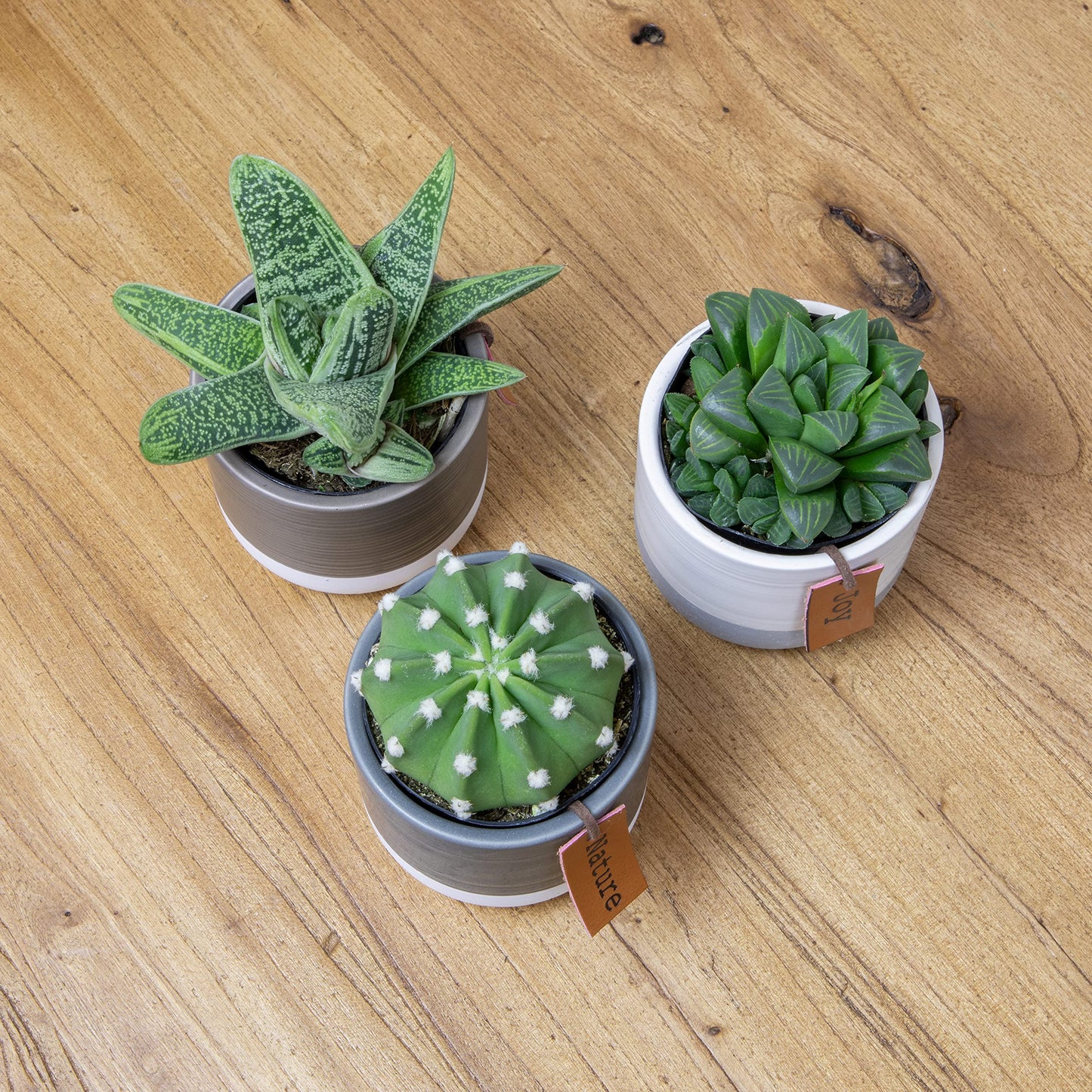 Succulents Plants Live in Plant Pot Set (3 Pack), Succulent Cactus Plants Live Plants, Indoor Plants Live Gardening Gifts for Plant Lovers, Live Succulents Plants Live Houseplants by Plants for Pets