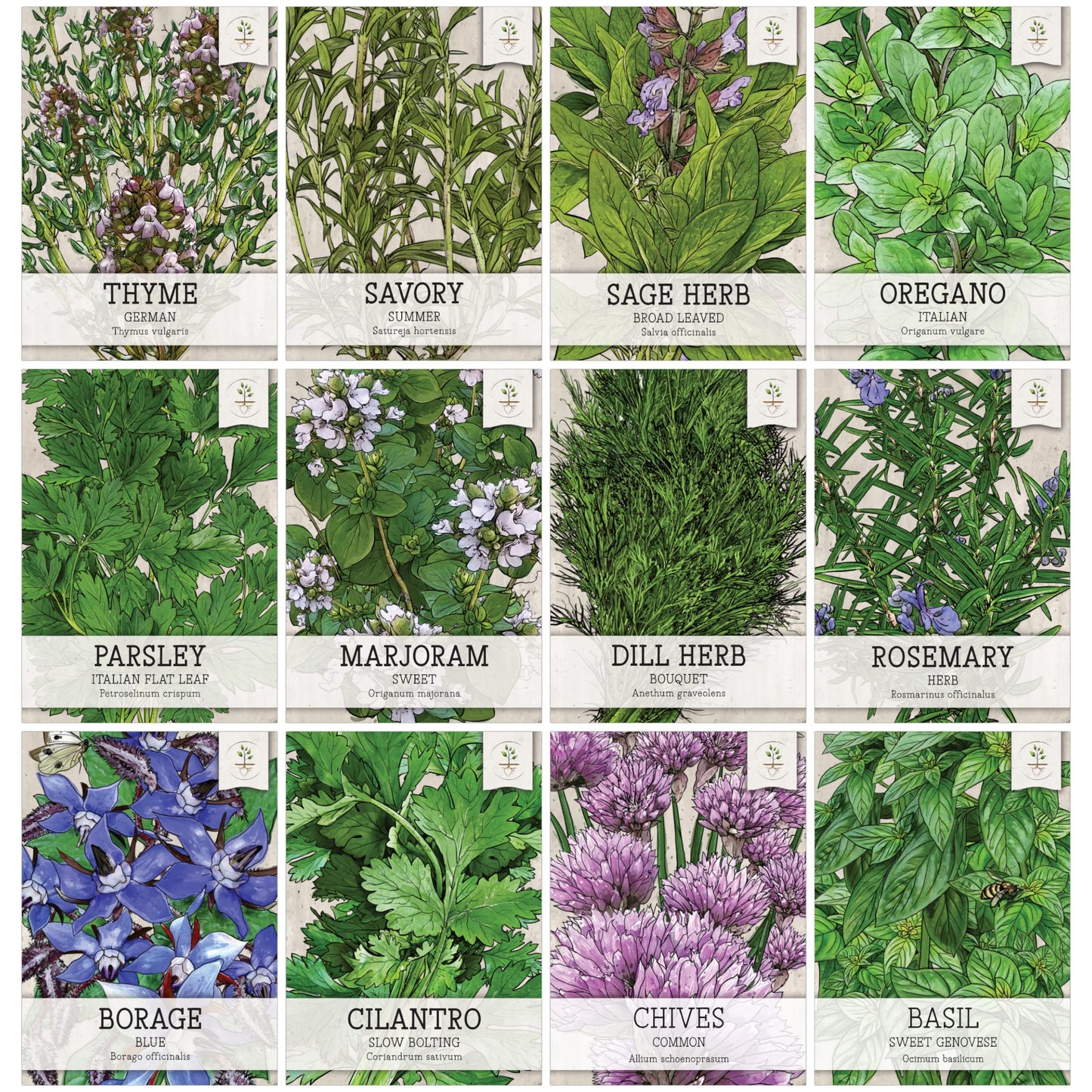 Seed Needs, Herb Seeds Variety Pack Culinary Herb Collection (12 Individual Herbs for Planting Indoors or Outdoors) Grow Your Own Organic Herb Garden - Heirloom, Non-GMO